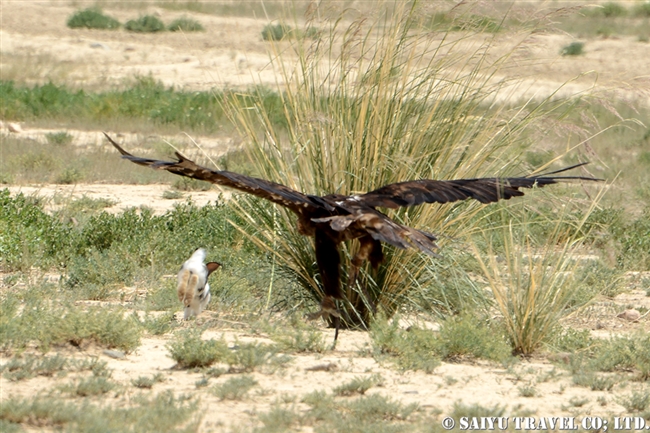 キルギスの鷹匠 Eagle Hunting Show Kyrgyz (7)