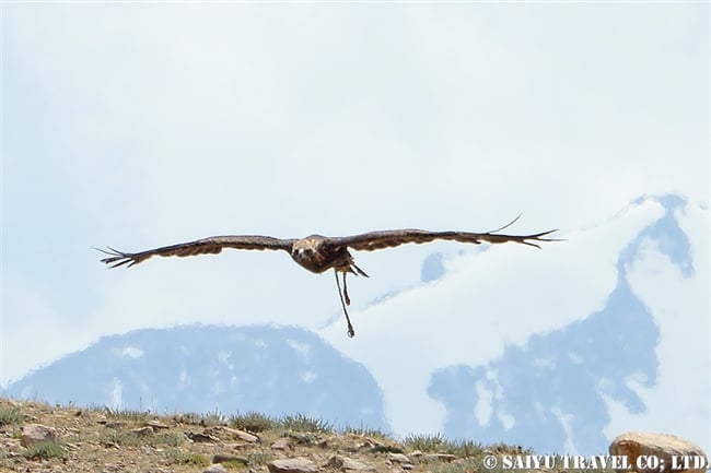 キルギスの鷹匠 Eagle Hunting Show Kyrgyz (6)