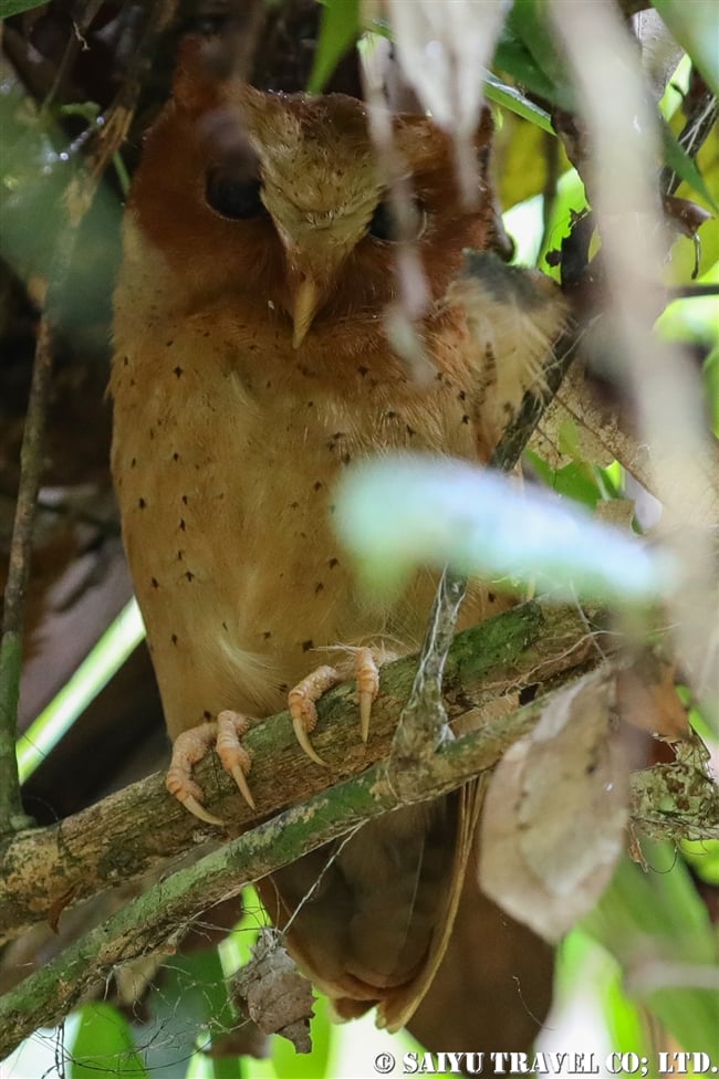 セレンディブコノハズク　Serendib Scops Owl (4)