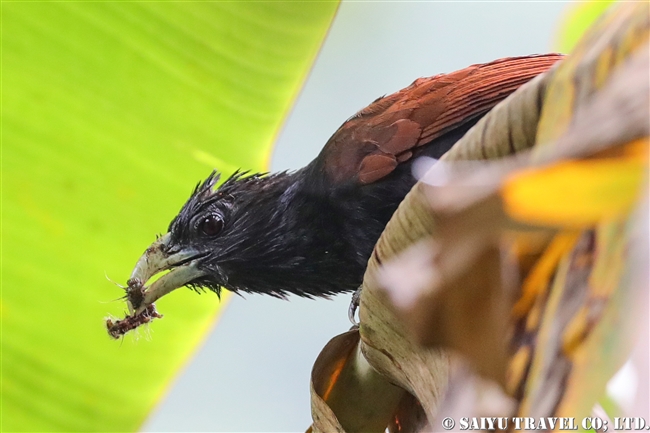 Green-billed Coucal セイロンバンケン (1)