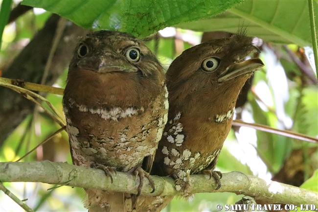 セイロンガマグチヨタカ Sri Lanka Frogmouth (1)