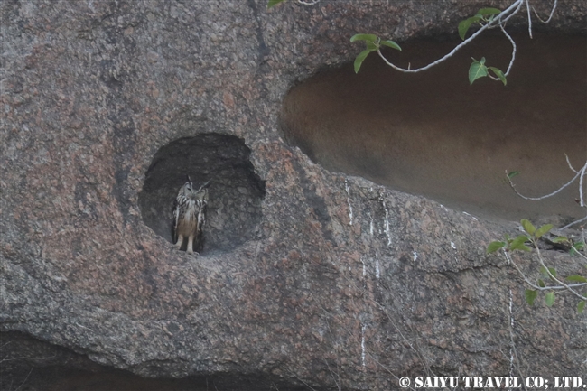 Indian Eagle Owl ミナミワシミミズク　ベラ Bera