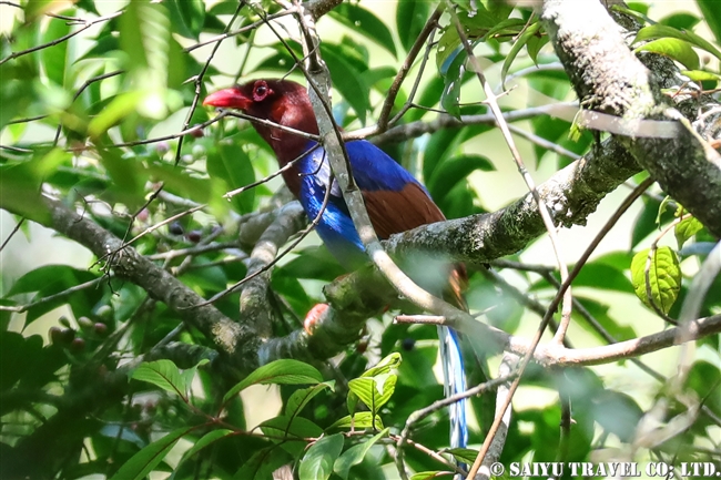 Sri Lanka Blue Magpie セイロンサンジャク (1)