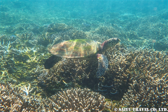 Green Turtle アオウミガメ　ピジョン島　スリランカ Pigeon Island (8)