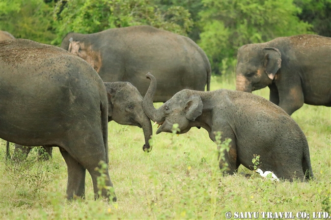 野生のゾウ大集合 ミンネリヤ国立公園 スリランカ ワイルドライフ Wildlife 世界の野生動物観察日記