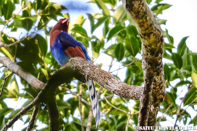 Sri Lanka Blue Magpie セイロンサンジャク (5)