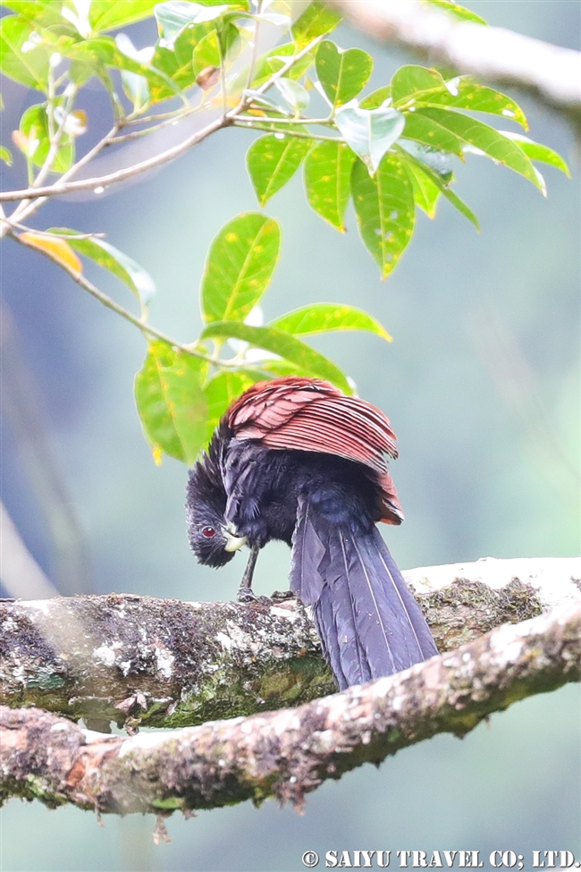 Green-billed Coucal セイロンバンケン (10)