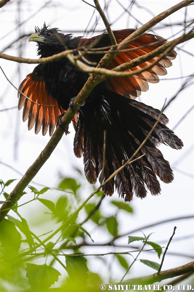 Green-billed Coucal セイロンバンケン (5)