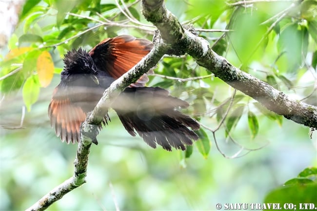 Green-billed Coucal セイロンバンケン (7)