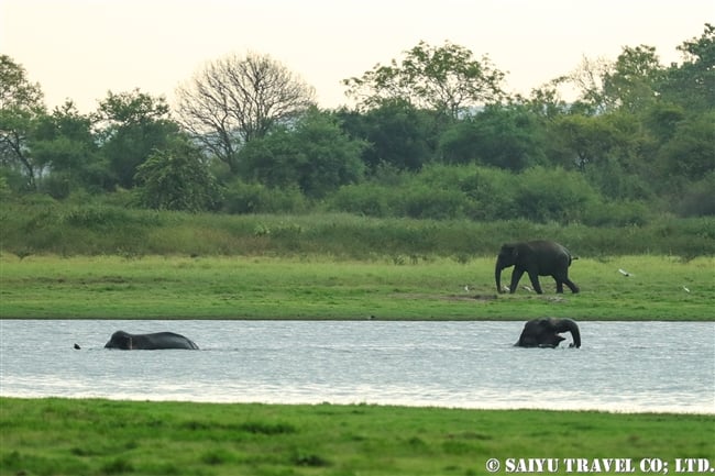 アジアゾウ　スリランカゾウ　ミンネリヤ国立公園 (10)