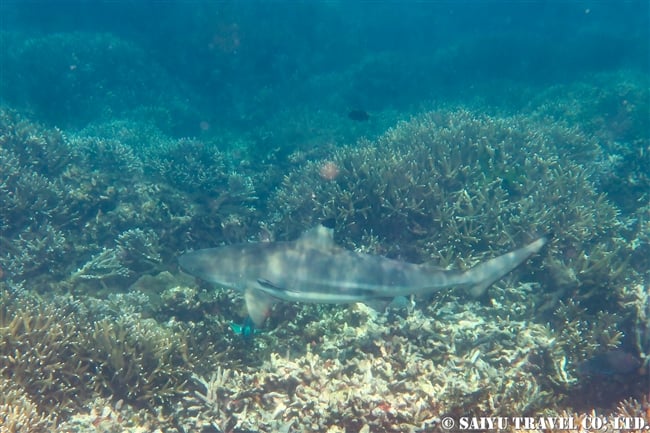 Blacktip reef shark ツマグロ ピジョン島　スリランカ (2)