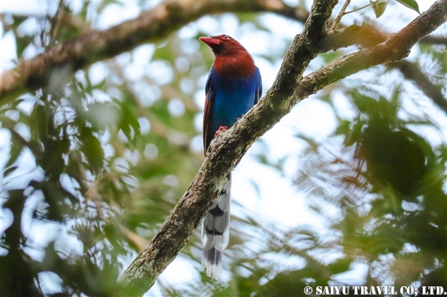 Sri Lanka Blue Magpie セイロンサンジャク (2)