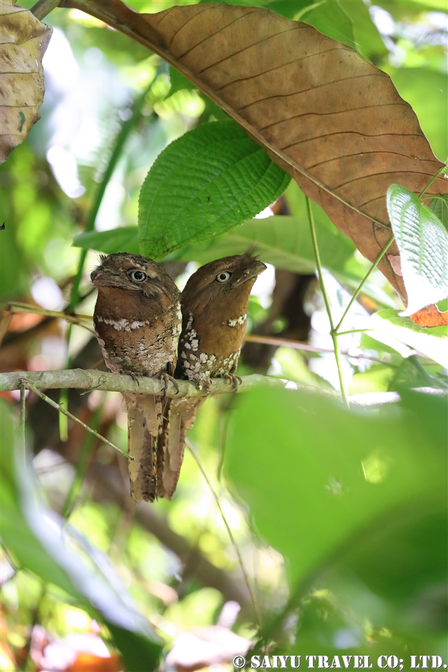 セイロンガマグチヨタカ Sri Lanka Frogmouth (7)