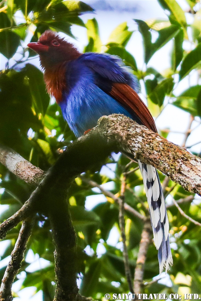 Sri Lanka Blue Magpie セイロンサンジャク (4)