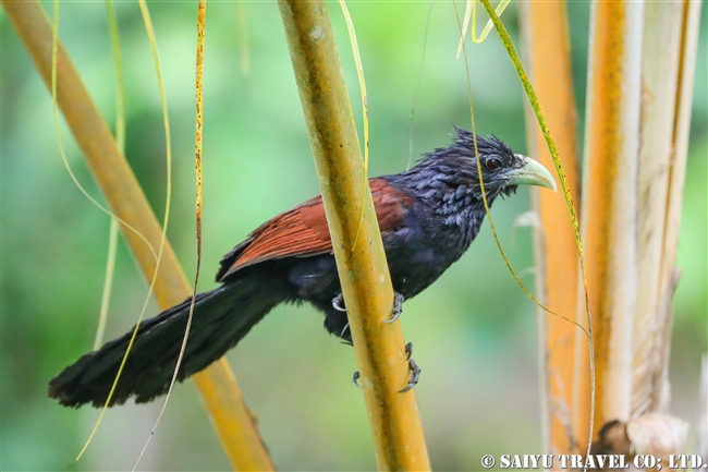 Green-billed Coucal セイロンバンケン (11)