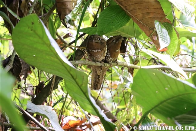 セイロンガマグチヨタカ Sri Lanka Frogmouth (3)