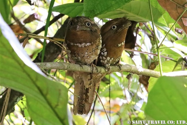 セイロンガマグチヨタカ Sri Lanka Frogmouth (9)