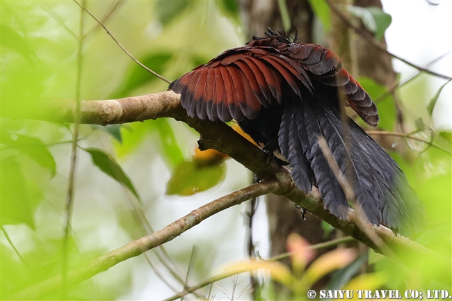 Green-billed Coucal セイロンバンケン (4)