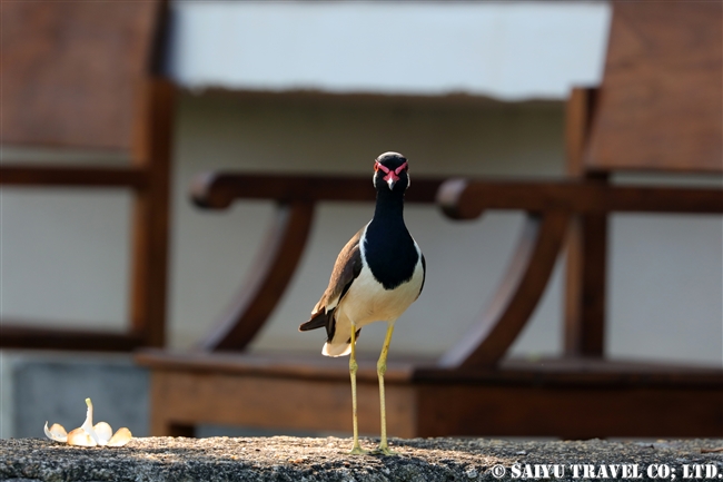 Red-warttled Lapeing at Jetwing Lagoon (1)