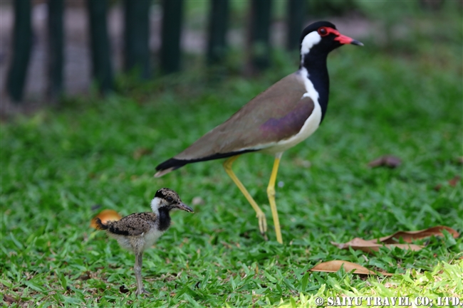 Red-warttled Lapeing at Jetwing Lagoon (2)