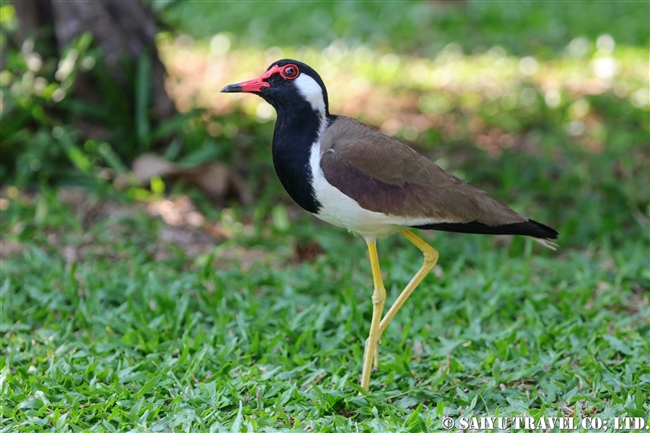 Red-warttled Lapeing at Jetwing Lagoon (6)