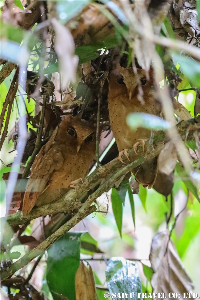 セレンディブコノハズク　Serendib Scops Owl (3)