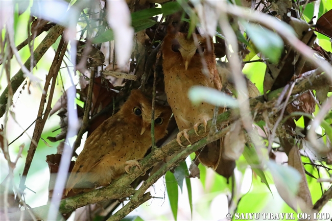 セレンディブコノハズク　Serendib Scops Owl (1)