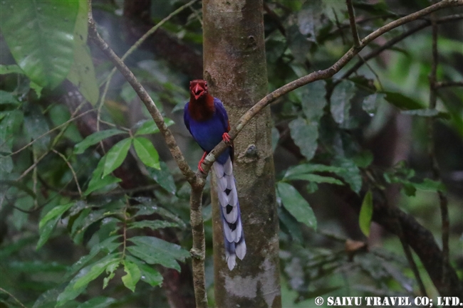 Sri Lanka Blue Magpie セイロンサンジャク 8