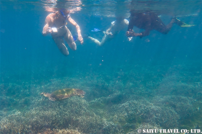 Green Turtle アオウミガメ　ピジョン島　スリランカ Pigeon Island (5)