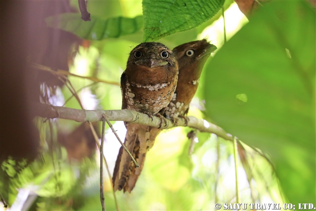 セイロンガマグチヨタカ Sri Lanka Frogmouth (4)