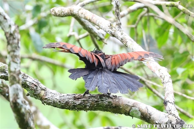 Green-billed Coucal セイロンバンケン (9)