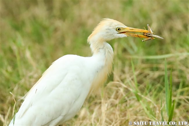 アマサギ　Cattle Egret ミンネリヤ国立公園