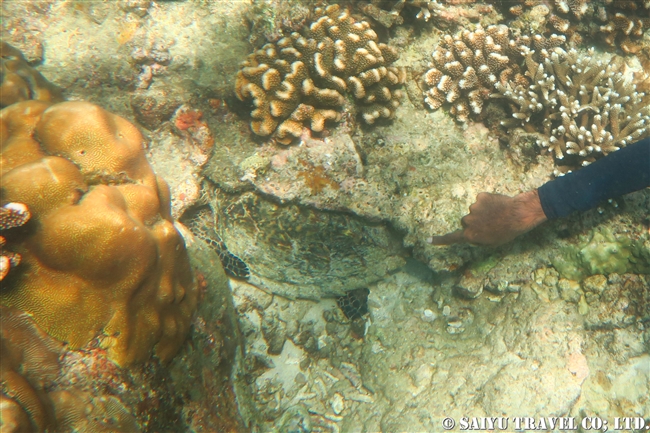 Green Turtle アオウミガメ　ピジョン島　スリランカ Pigeon Island (6)