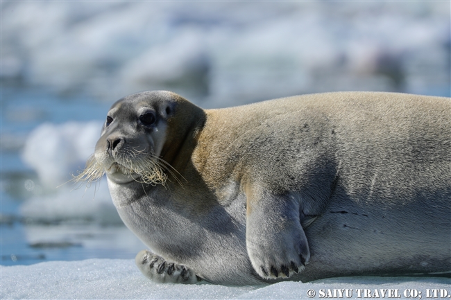 アゴヒゲアザラシ Beaded Seal スピッツベルゲン (8)