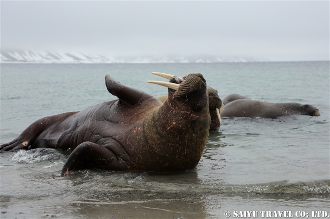 セイウチ　Walrus スピッツベルゲン スヴァールバル諸島 (6)