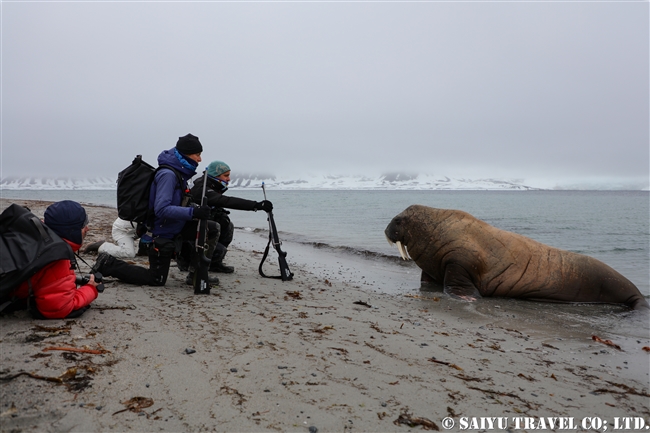 セイウチ　Walrus スピッツベルゲン スヴァールバル諸島 (12)