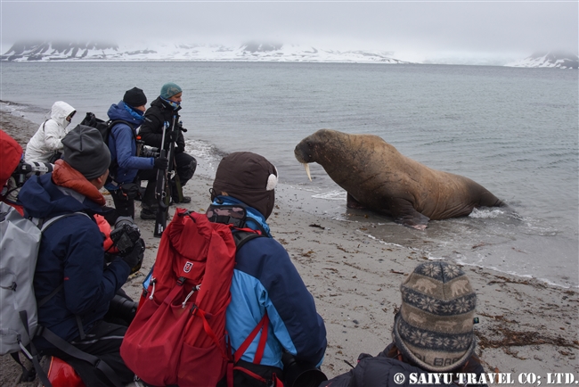 セイウチ　Walrus スピッツベルゲン スヴァールバル諸島 (16)