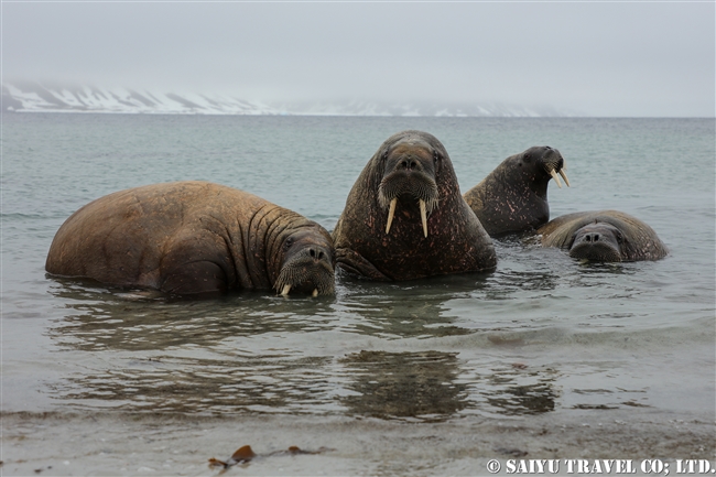 セイウチ　Walrus スピッツベルゲン スヴァールバル諸島 (4)