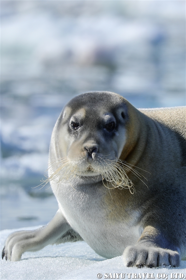アゴヒゲアザラシ Beaded Seal スピッツベルゲン (10)