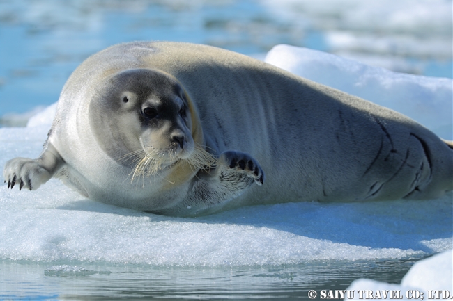 アゴヒゲアザラシ Beaded Seal スピッツベルゲン (11)