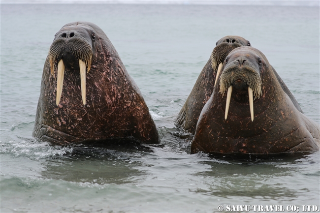 セイウチ　Walrus スピッツベルゲン スヴァールバル諸島 (19)