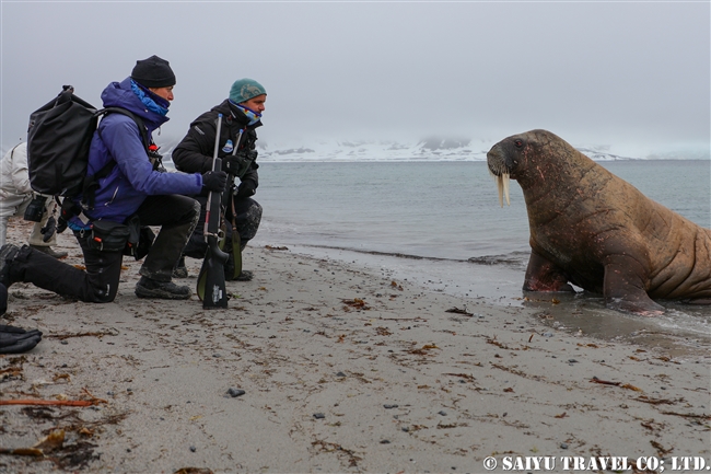 セイウチ　Walrus スピッツベルゲン スヴァールバル諸島 (10)