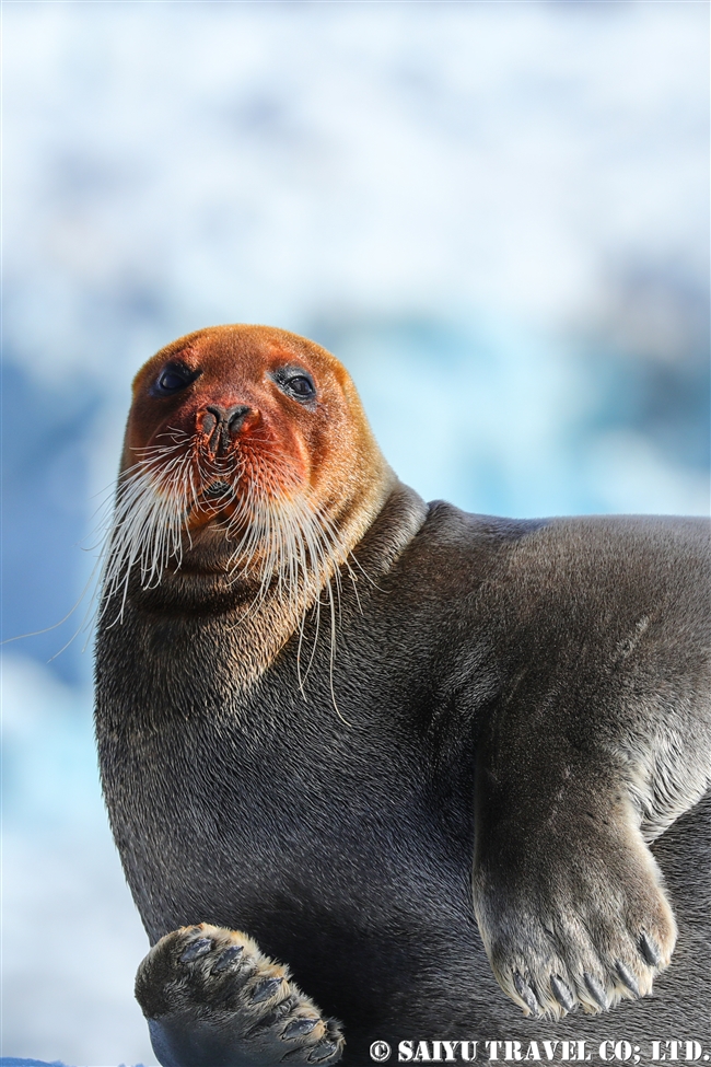 アゴヒゲアザラシ Beaded Seal スピッツベルゲン (19)
