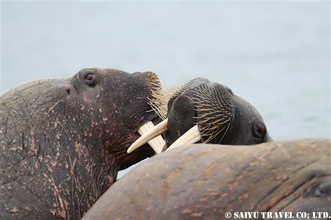 セイウチ　Walrus スピッツベルゲン スヴァールバル諸島 (23)