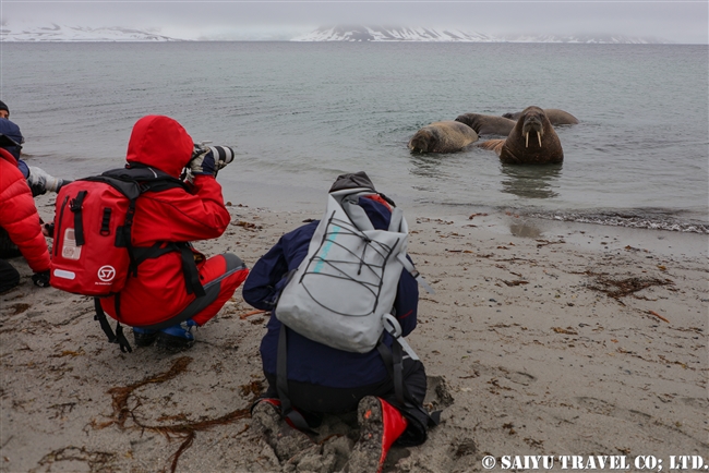 セイウチ　Walrus スピッツベルゲン スヴァールバル諸島 (8)