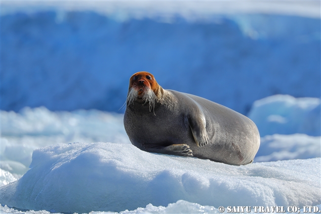 アゴヒゲアザラシ Beaded Seal スピッツベルゲン (14)