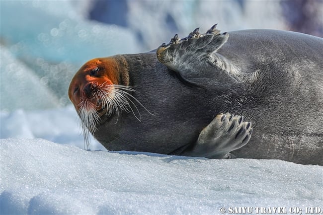 アゴヒゲアザラシ Beaded Seal スピッツベルゲン (17)