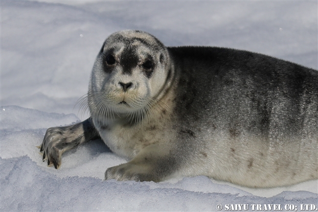 アゴヒゲアザラシの子ども　スピッツベルゲン Bearded Seal (1)