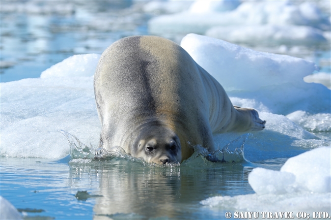 アゴヒゲアザラシ Beaded Seal スピッツベルゲン (12)