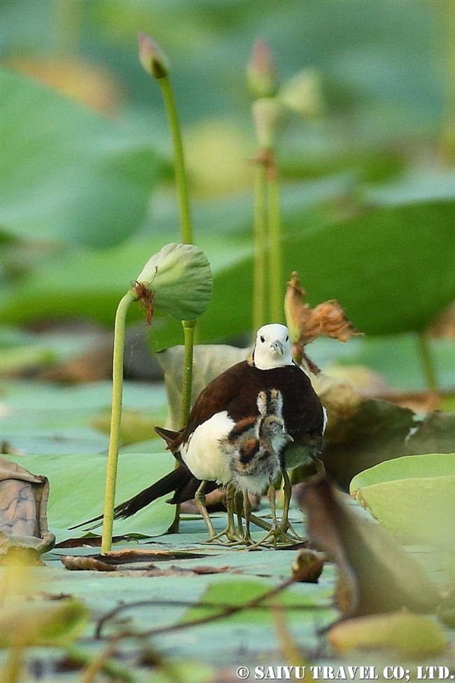 レンカク Pheasant-tailed Jacana パキスタン　Head Baloki (6)